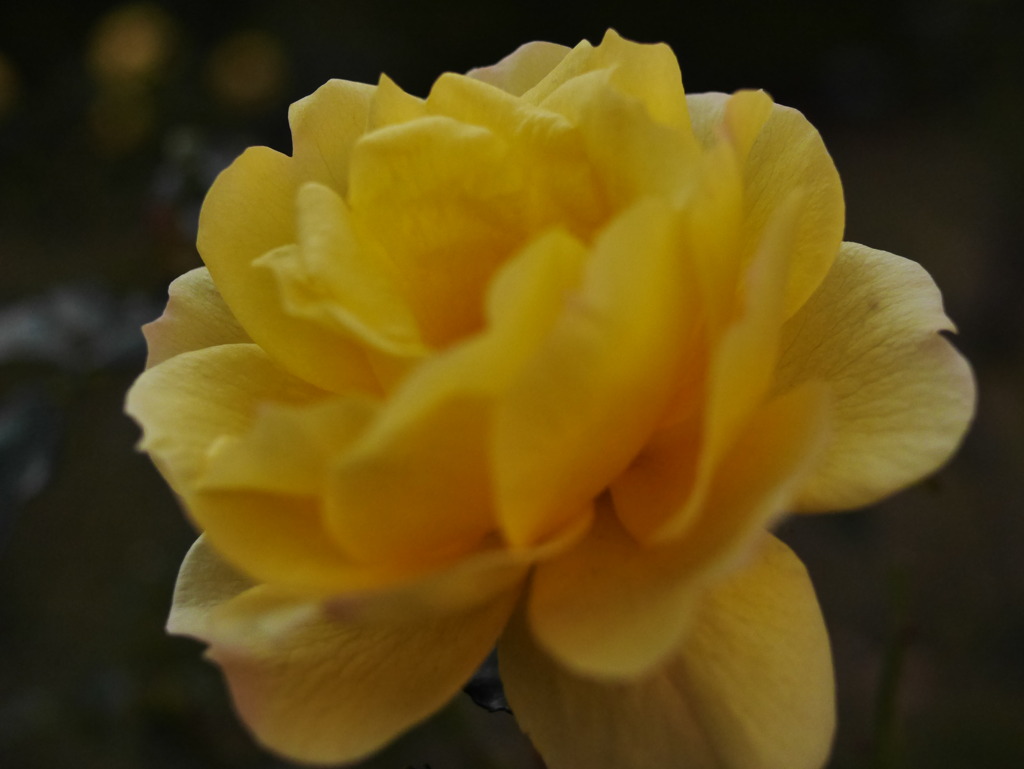 花壇の花