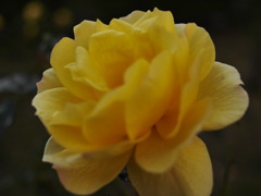 花壇の花