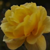 花壇の花