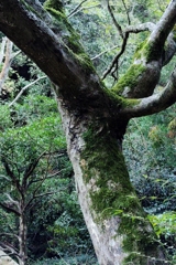 摩耶山ハイキング