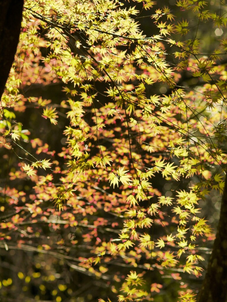 若紅葉
