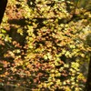 若紅葉
