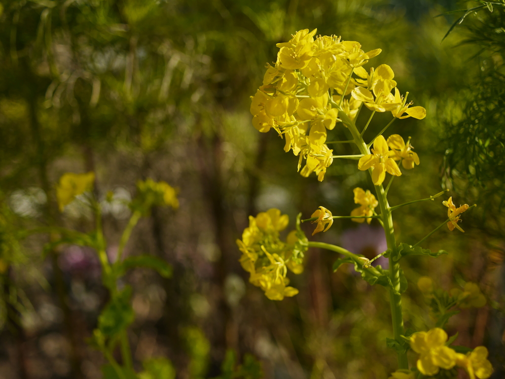 菜の花