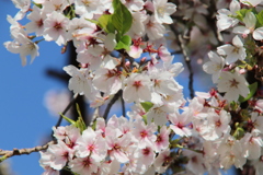 桜の散り始め