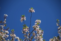 青空に届いた桜