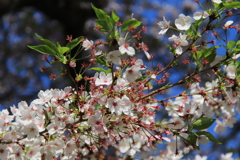 青空と葉桜