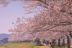 桜ファン