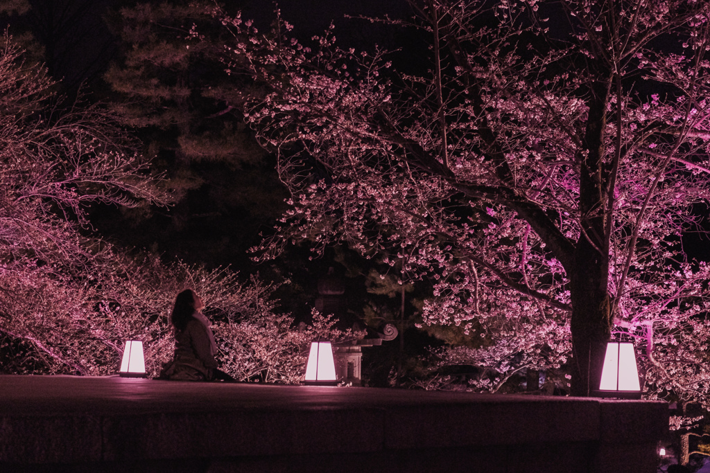 宵桜