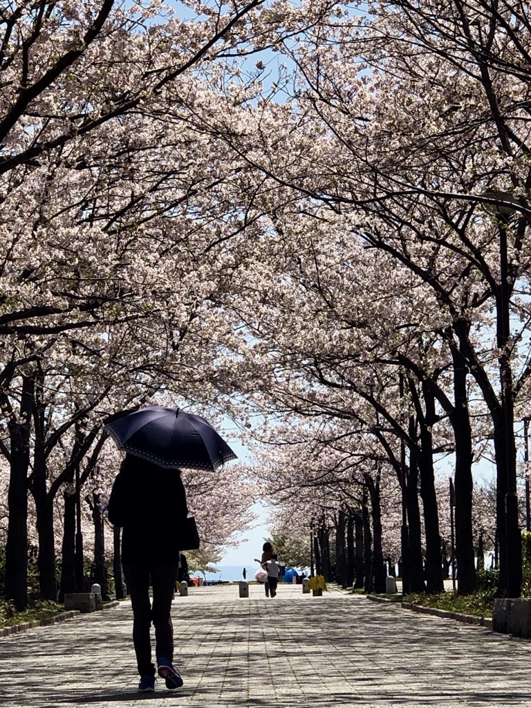 昼下がりに桜酔い