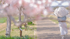 桜に包まれて