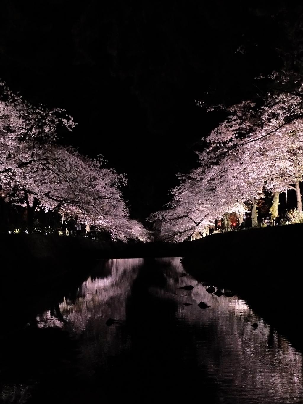 宵桜