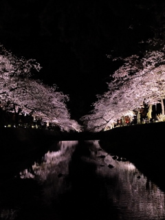 宵桜