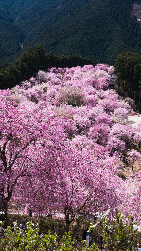 花盛り