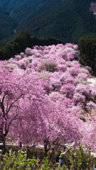 花盛り