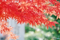 紅葉と木漏れ日のキラキラ