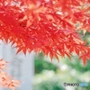 紅葉と木漏れ日のキラキラ