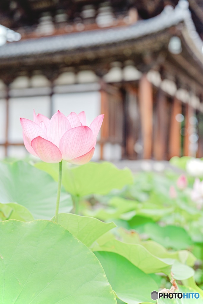 喜光寺の蓮
