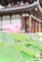 喜光寺の蓮