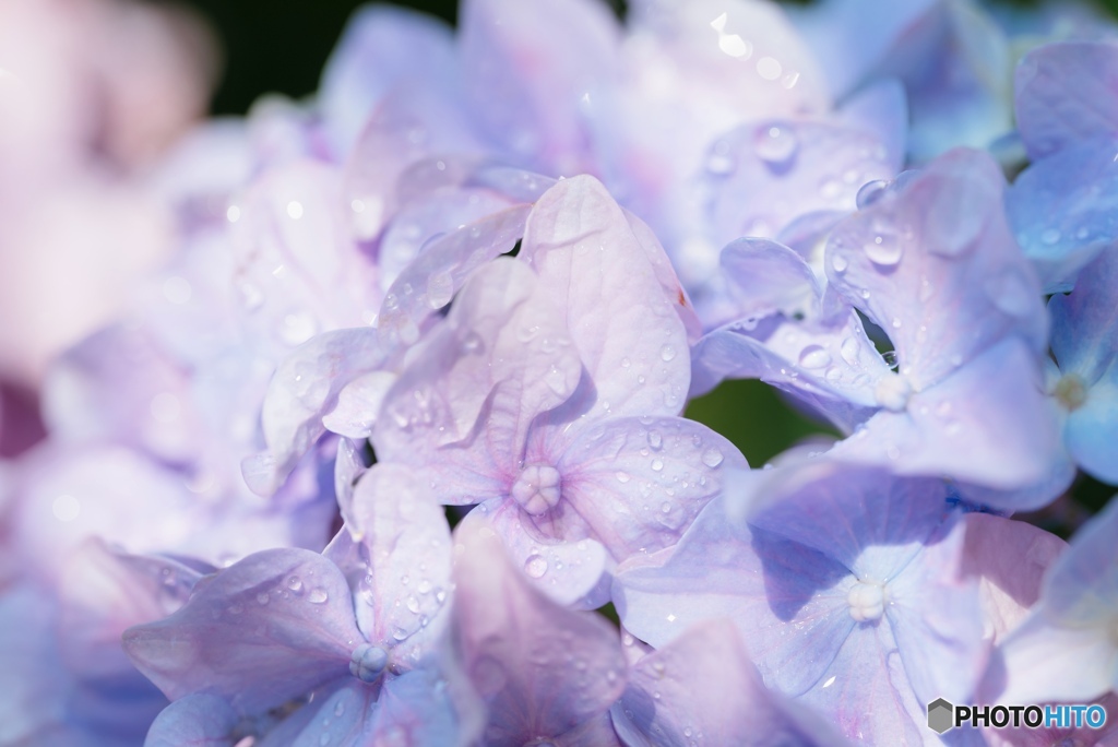 水滴が乗った紫陽花