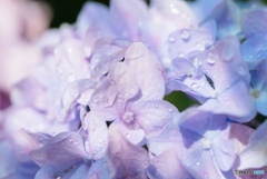 水滴が乗った紫陽花