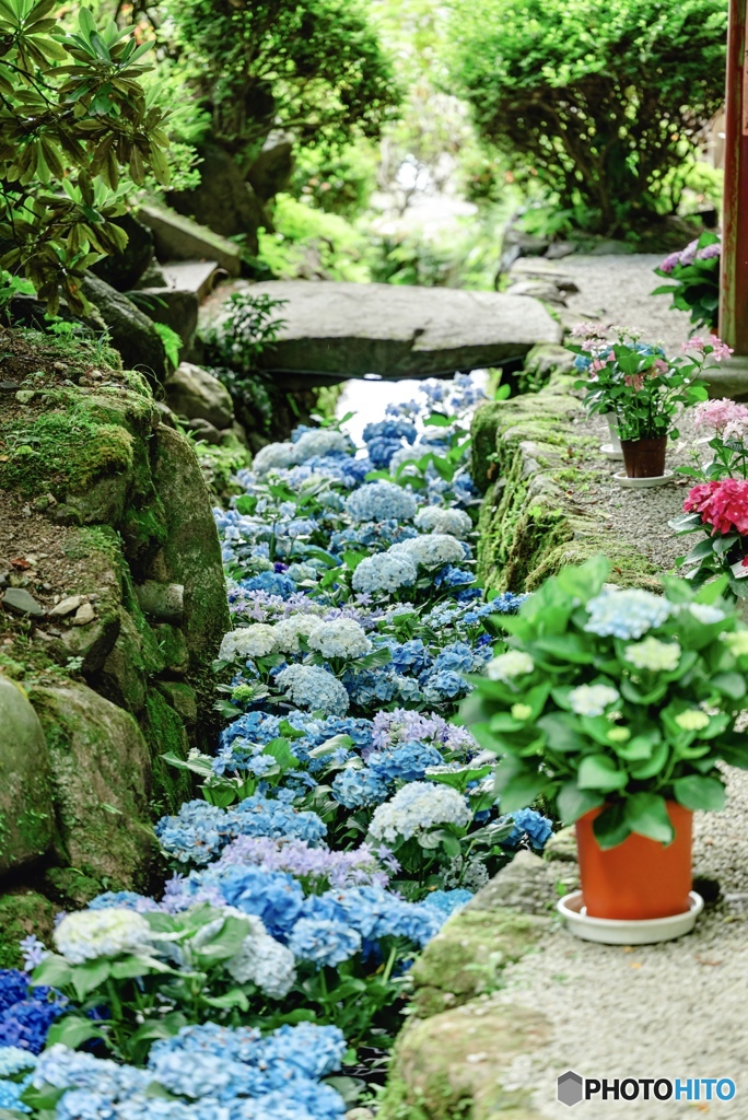 映える紫陽花