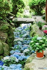 映える紫陽花