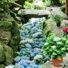 映える紫陽花