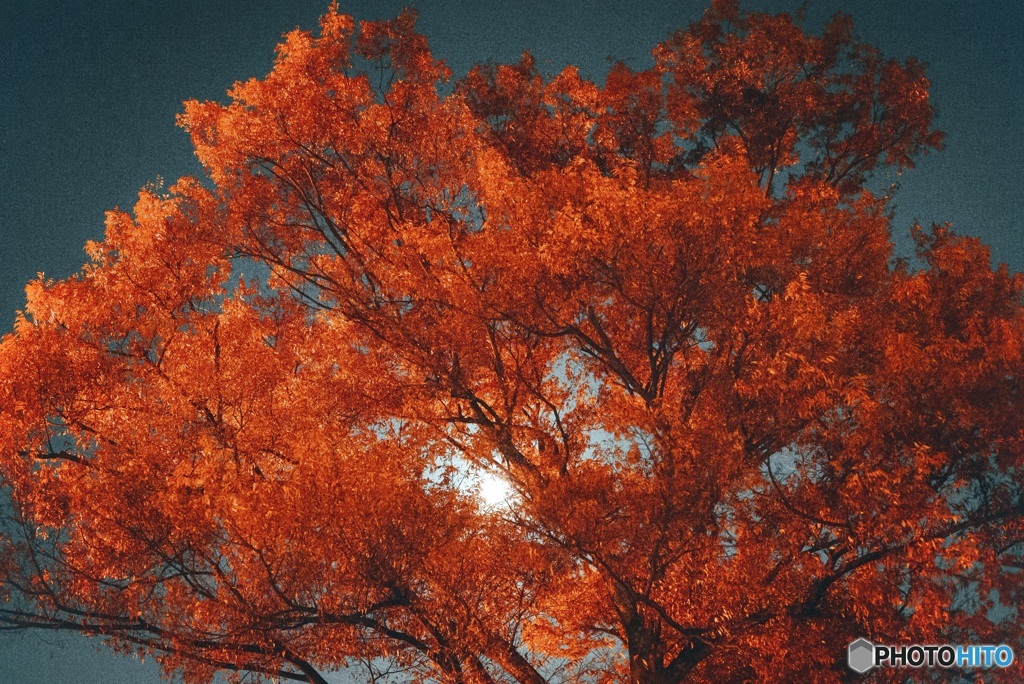 満月と紅葉