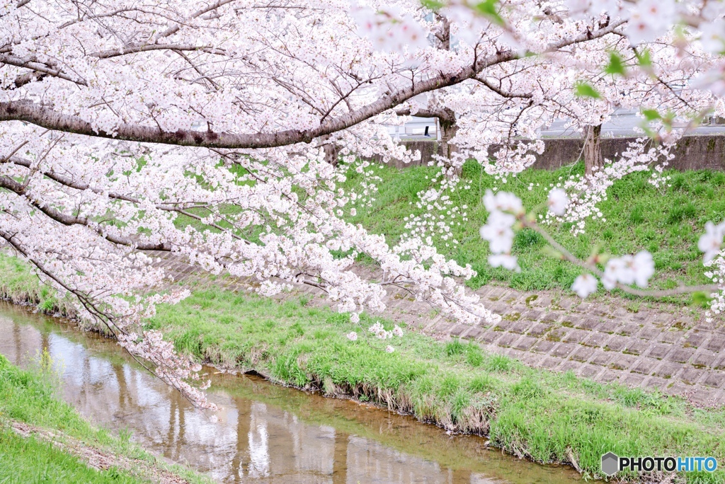 エモい桜