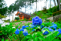 紫陽花畑
