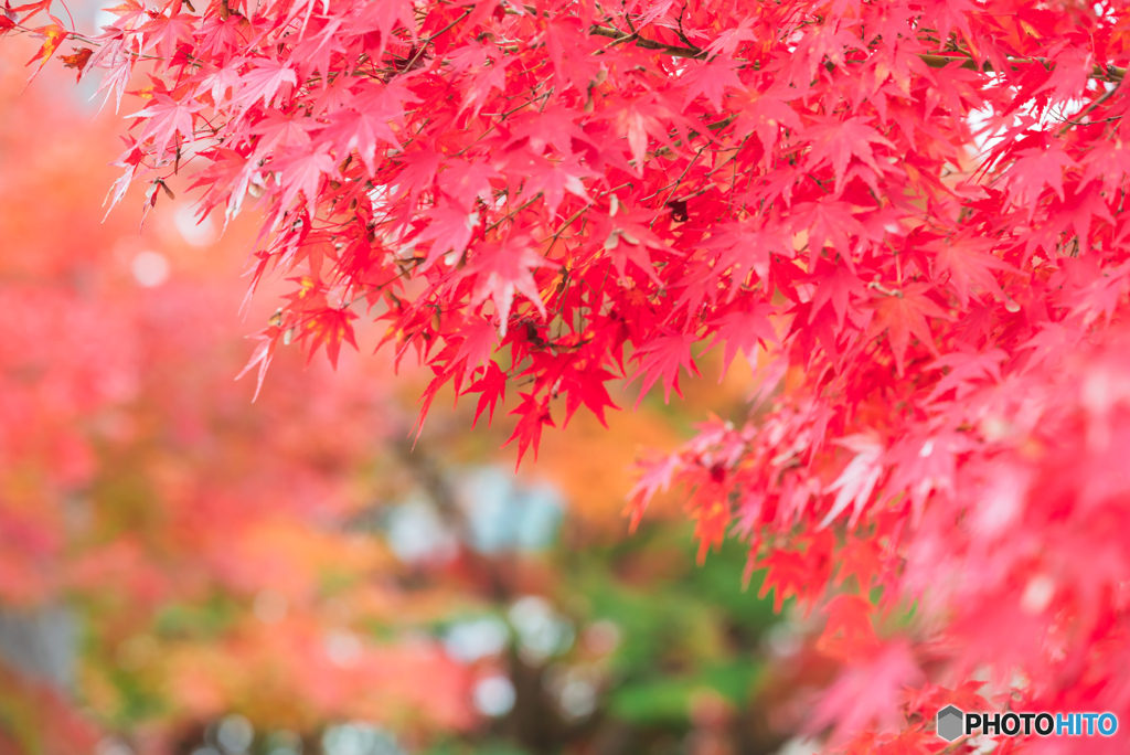 真っ赤に染まる紅葉