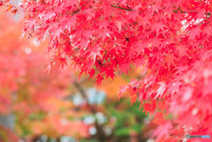 真っ赤に染まる紅葉