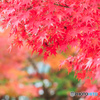 真っ赤に染まる紅葉