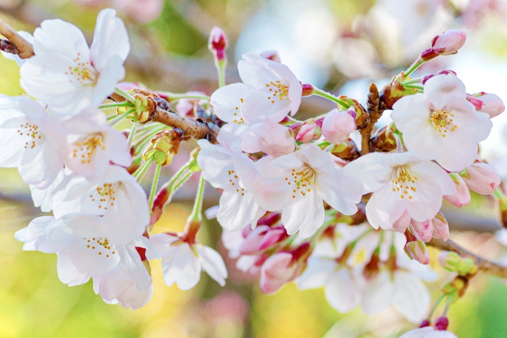 桜