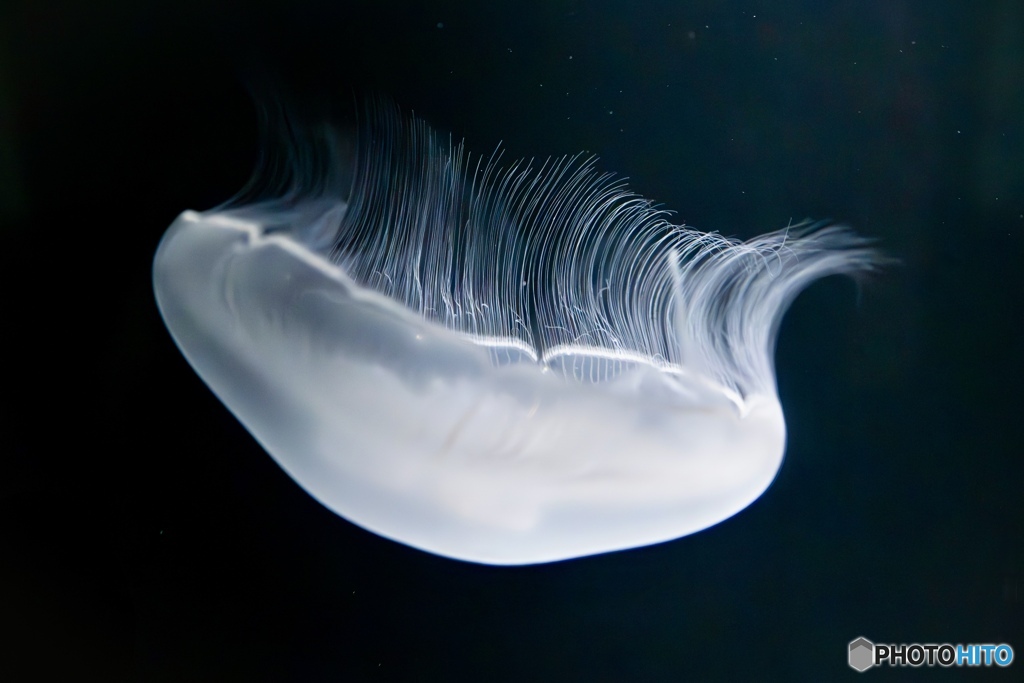 幻想的に浮かぶクラゲの横姿
