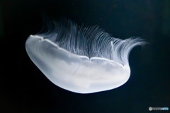 幻想的に浮かぶクラゲの横姿