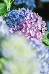 紫陽花のポートレート