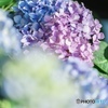 紫陽花のポートレート