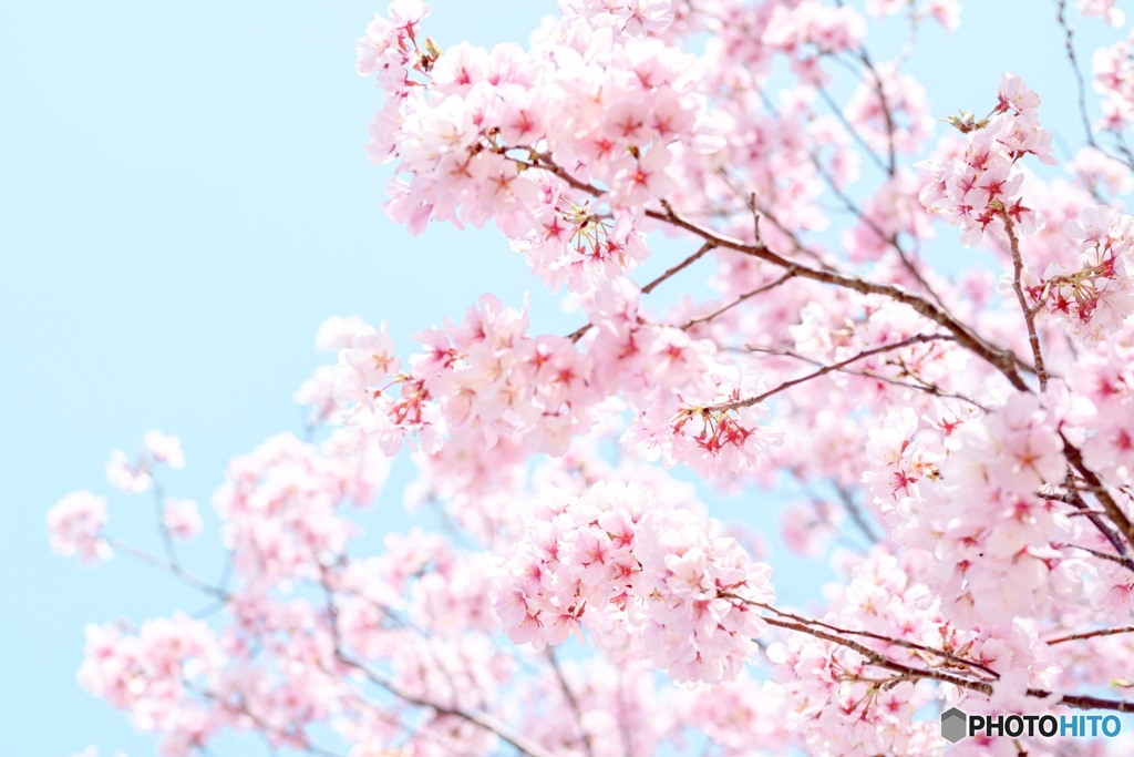 美しい桜