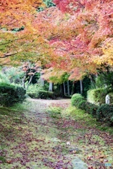 苗秀寺の紅葉