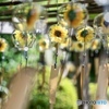 ひまわり風鈴が揺れる夏の風景