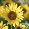 夏の太陽のように輝く一輪のひまわり