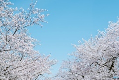 空と桜