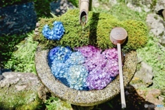 楊谷寺の可愛すぎる紫陽花の花手水
