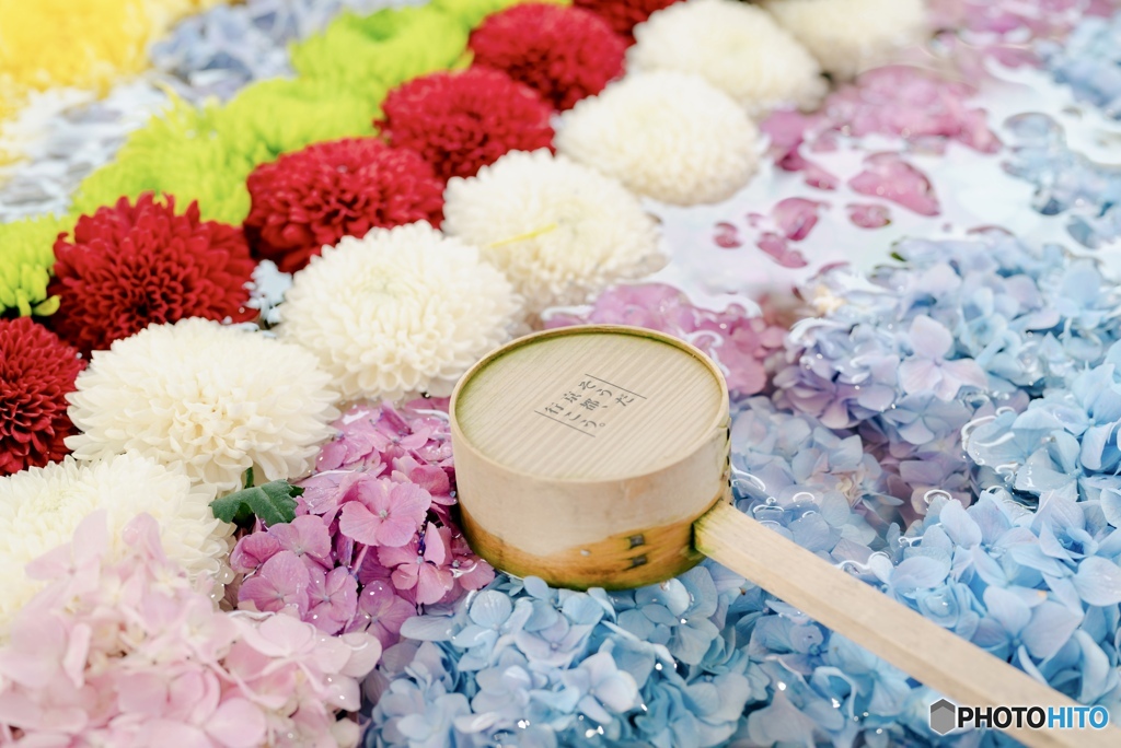 紫陽花の花手水