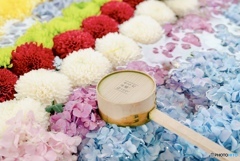 紫陽花の花手水