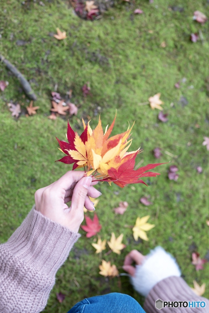 紅葉探し
