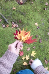 紅葉探し