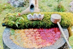 楊谷寺の可愛すぎる花手水
