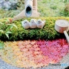 楊谷寺の可愛すぎる花手水